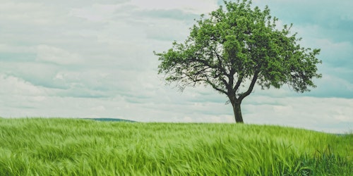 A lone tree on a grassy hill