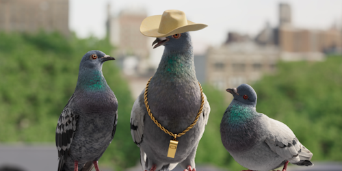 three pigeons